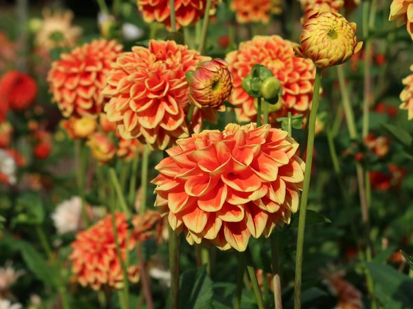 Astuces pour entretenir son chauffage de piscine